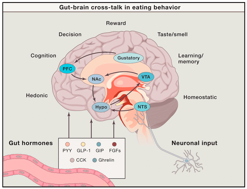 Diagram showing the interaction between hormones and the brain