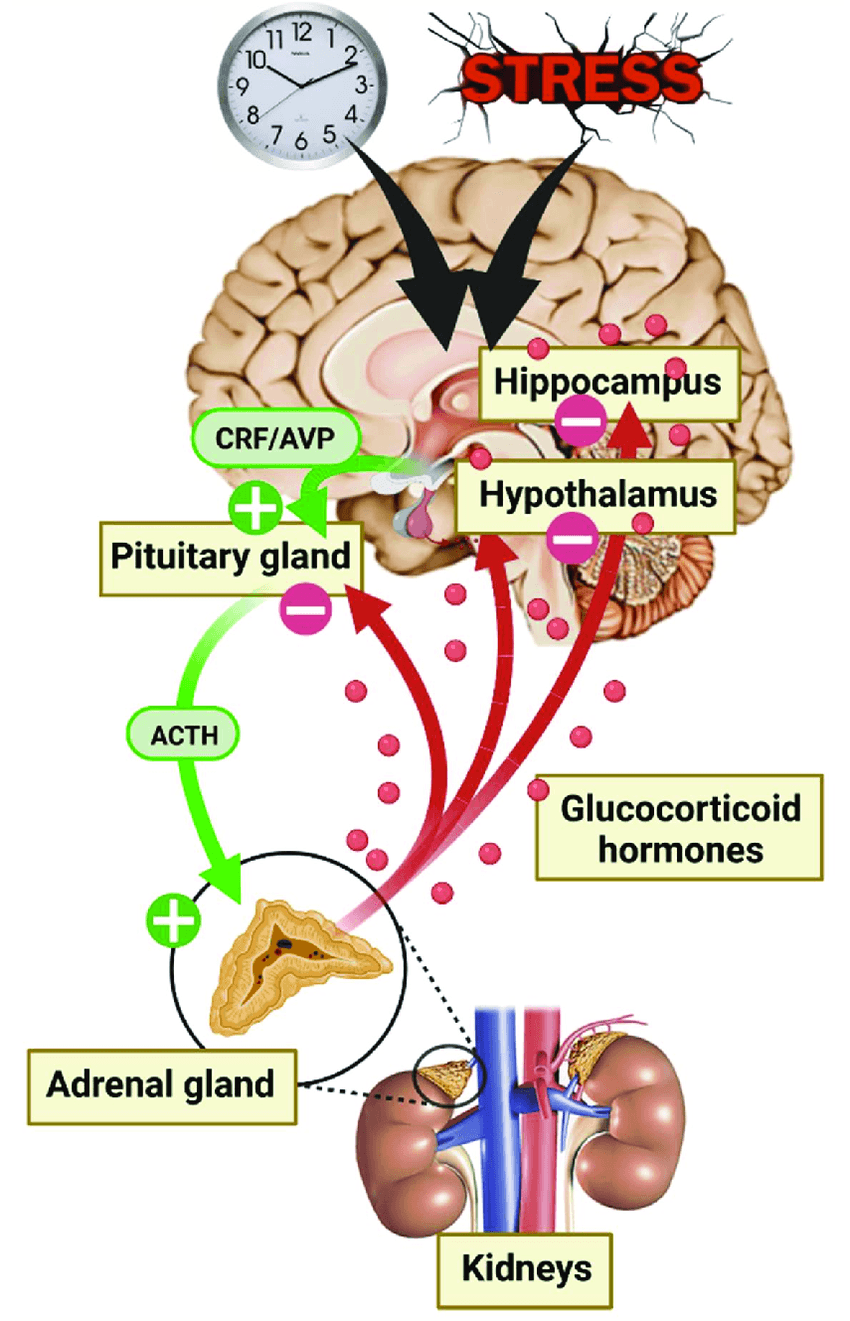 Diagram of the HPA axis and its role in stress response