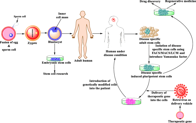 Scientists working on stem cell research for diabetes